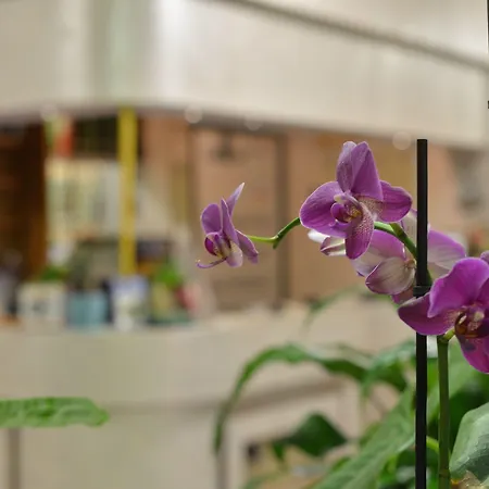 Marselli 3* רימיני